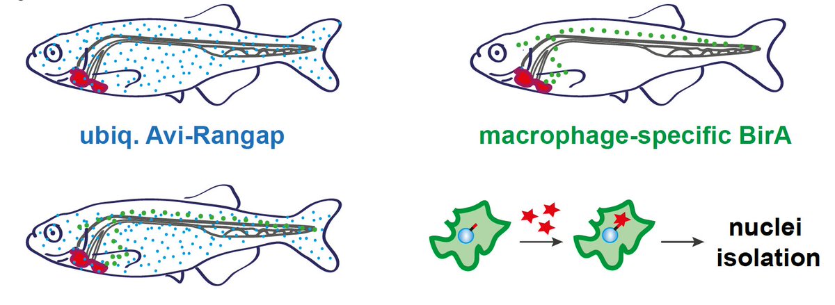 We investigated whether  #macrophages, cells of our  #immunesystem which remove dead cells and help  #repairing damaged tissue, behaved the same way in these 3 models. For zebrafish we generated nuclear  #biotagging transgenic lines to look at macrophages’ active transcriptome 5/n
