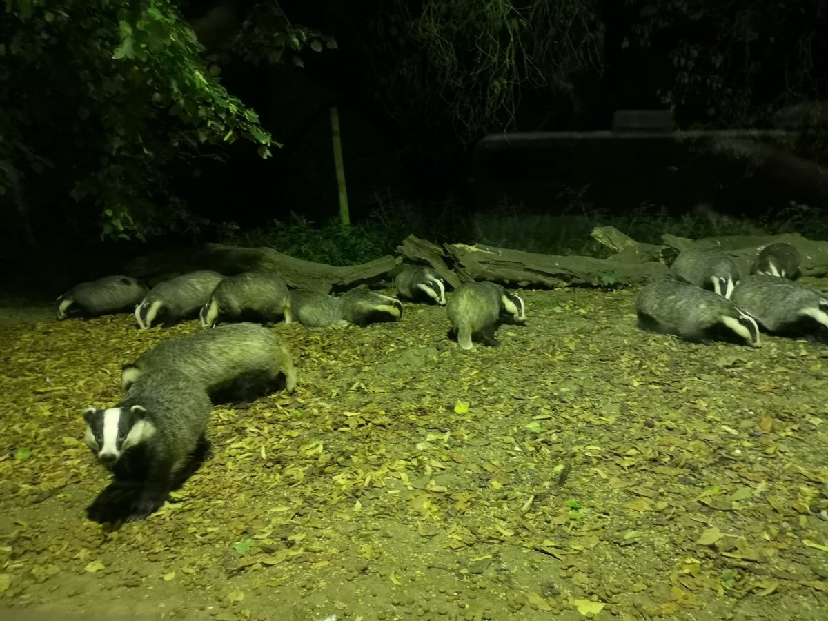 If anyone loves badgers it's worth visiting the hide at Tewin Orchard! 19 came to visit whilst I was there! #C4C10DoT #Comm4Cons
hertswildlifetrust.org.uk/badgerwatching…
