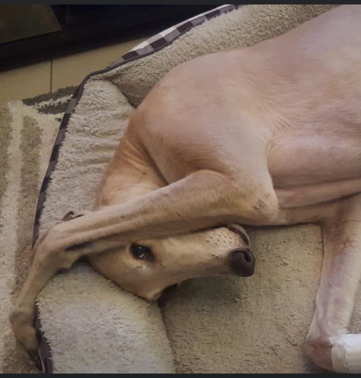 kristinmeachem's tweet photo. This is Franklin. He was a much loved pet. He’s now at @LostDogsHome being put through testing which is setting him up to fail. Not acceptable. #savefranklin https://t.co/YAkA0B5PYV