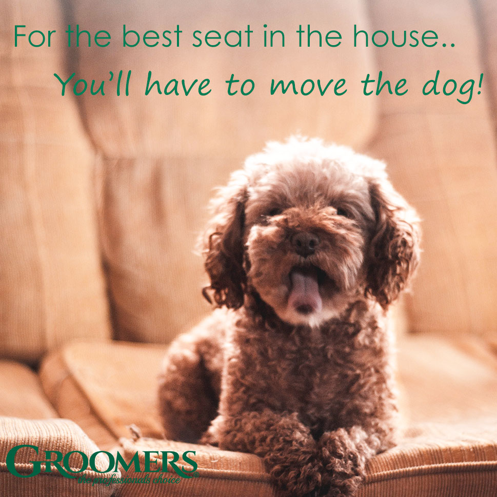 We would rather just leave them there and find a new seat 😂  

#Groomersonline #groominguk #groomers #lovedogs #dogslife #cutedog #thoughtfulthursdays #thursdays #funnydogs #groomersuk #lifeofagroomer #lifeofapetowner #groomingsupplies