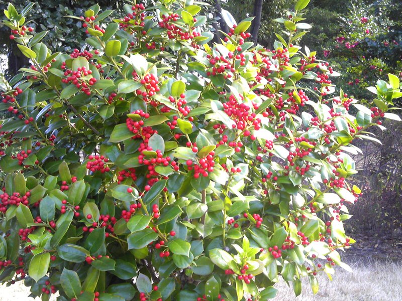 Jody Small Fruit It Grows Small Enough For Birds To Eat Red Fruit It Grows Red To Make Birds Easier To Find Small Red Fruit Humans Feel It As Beautiful Jody Small Fruit It Grows Small Enough For Birds To Eat Red Fruit It Grows Red To Make Birds Easier To Find Small Red Fruit Humans Feel It As Beautiful