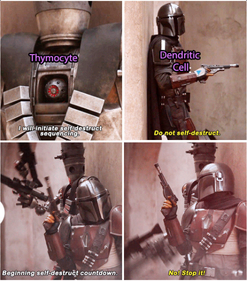 SantaCruzBio's tweet photo. #sciencefunny #humor #thymocyte #cells #Tcells #dendritic #starwars #TheMandalorian https://t.co/ETT4EU9KiP