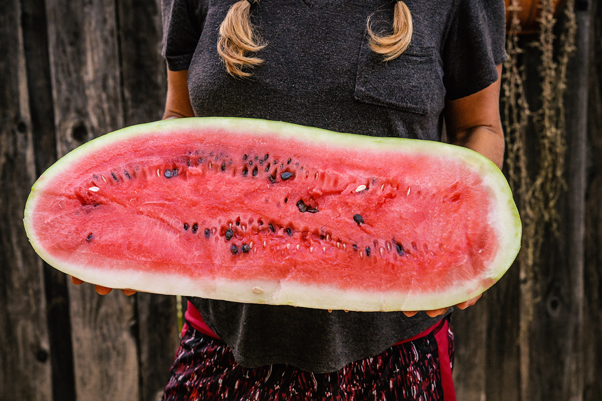 Baker Creek Seeds on Twitter "The answer to yesterday's WATERMELON IQ