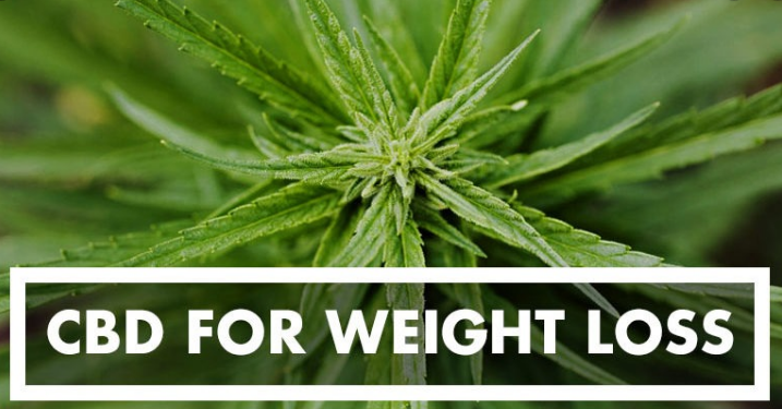 CannaCureCafe's tweet photo. Could CBD be the new weight loss trend in 2020? #CBDSecret  
https://t.co/q9kSZgwN0J https://t.co/cSBI2GUrba