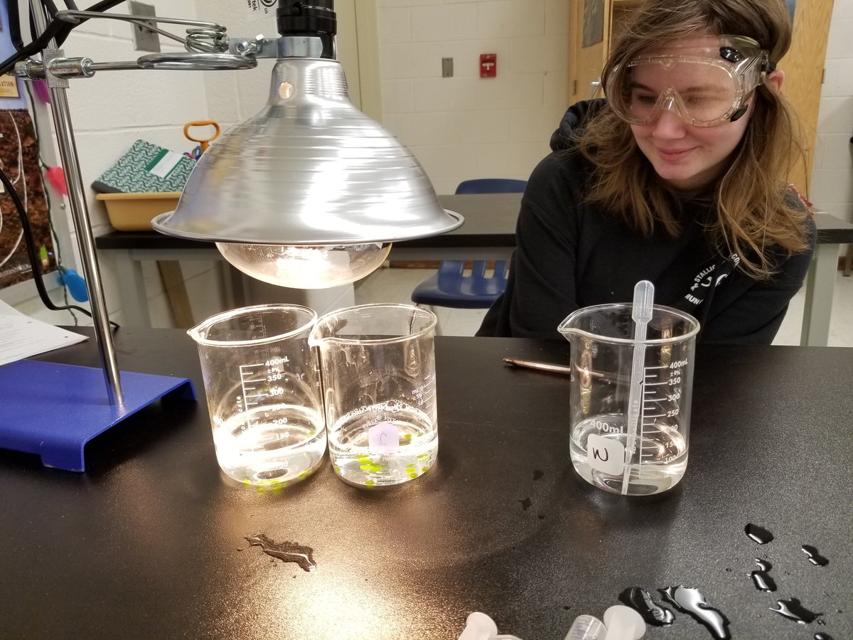 MrsCalkinsBio's tweet photo. Floated some leaf discs today to measure the rate of photosynthesis! #WingardiumLeviosa #HarryPotterScience #ibbio @grcollegiate https://t.co/4TLtucerEA