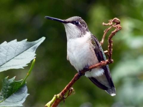 Now to black-chinned's sister - the (in)famous ruby-throated (Archilochus colubris). Basically anything you buy in the store... These are the eastern version of alexandrii. Clean throats, medium beak. Honestly I'd go off range. This is an EAST COAST ELITE. Photo: Cathy Pondelicek