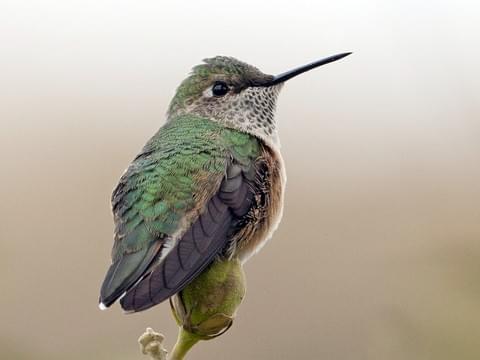 First up: the broad-tailed humbum (S. platycercus). These gals are high elevation specialists. Think Rocky Mountain hummers in UT, CO, AZ, and NM. Note the small beak, reddish sides, white by the eye, and pattern-less spots on the chin. But range is key! Photo: Brian Sullivan