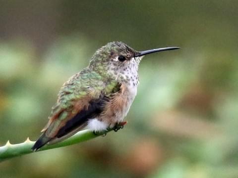 This an Allen's hummingbird (S. sasin). They are extremely west coast - basically if you're >100 miles inland you're not seeing it. Allen's are close to rufous but more green. Small, a slightly rufous on the side, green back. Allen's/Rufous are on eBird for this reason tho sorry