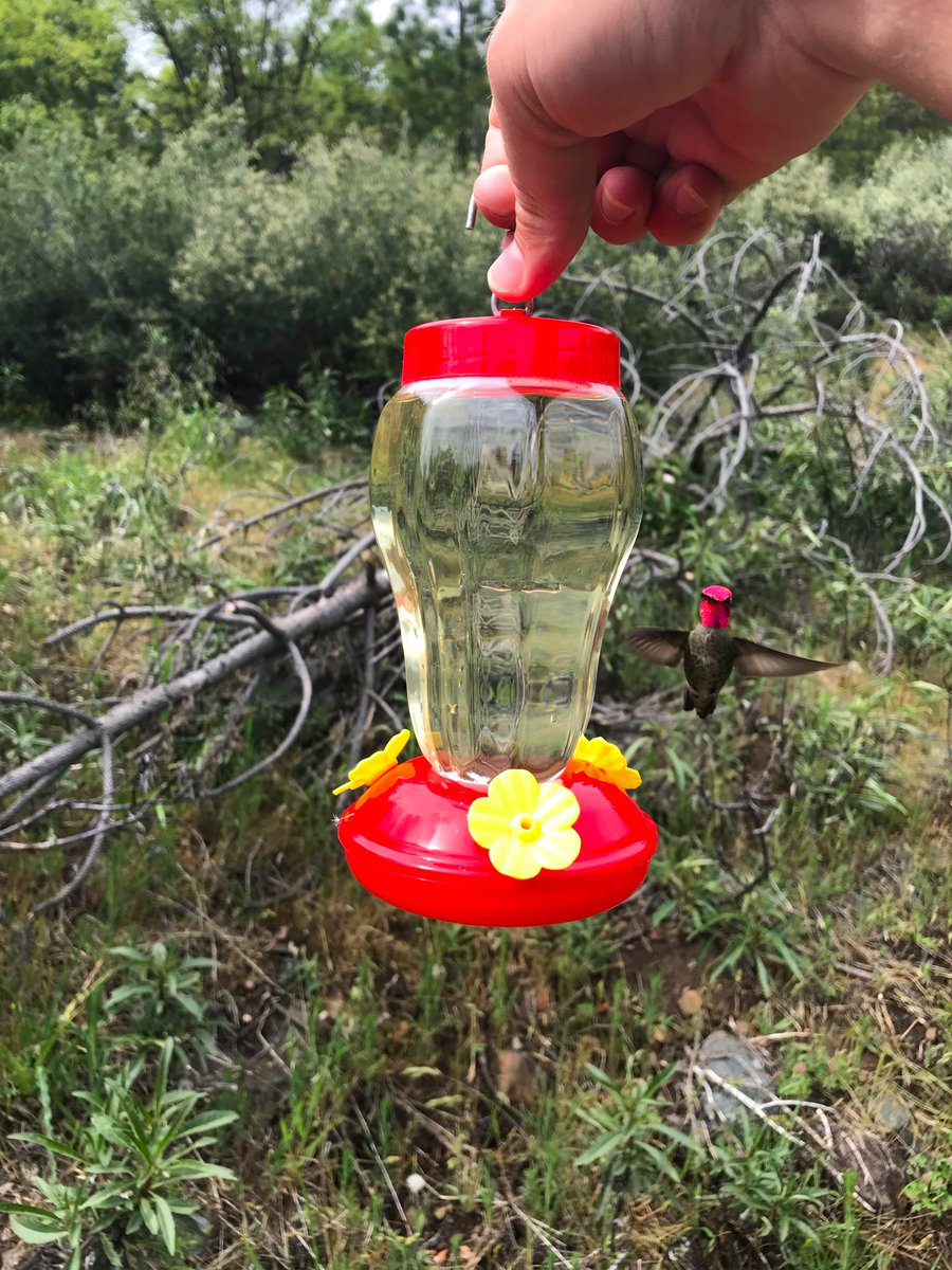 Here is an Anna's hummingbird (Calypte anna) named after a French queen and a HUGE gorget on the male. Calypte actually means hood! For this female - remember that Anna's are chunkers. Big (for US/Canada hummers) with short bills. And females have a dirty chin with a bit of pink!