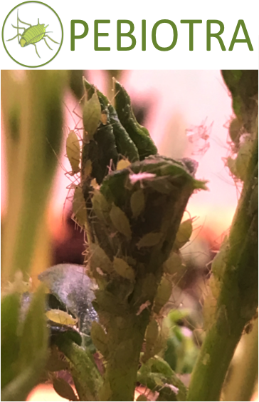 Démarrage projet Win2Wal pour développer de nouveaux biopesticides visant l'inhibition des tréhalases d'insectes ravageurs avec <a href="/AgroBioTech/">Gembloux Agro-Bio Tech</a> <a href="/UniversiteLiege/">Université de Liège</a> labo Entomologie fonctionnelle et évolutive, <a href="/UNamur/">UNamur</a> labo Chimie Physique Biomolécules et société Belgagri