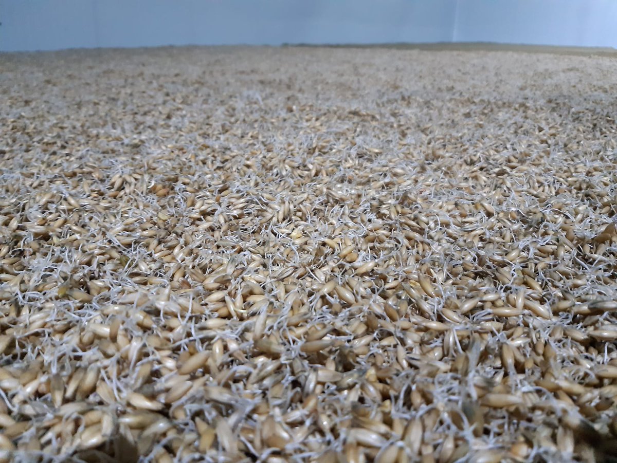 VanVelhorst's tweet photo. De haver is gekiemd en gaat de oven in bij vloermouterij #Masterveld. Weer een stap naar een speciaal biertje van Landgoed Velhorst....

https://t.co/T2EdGmaQOD https://t.co/ZI3o9onzb6