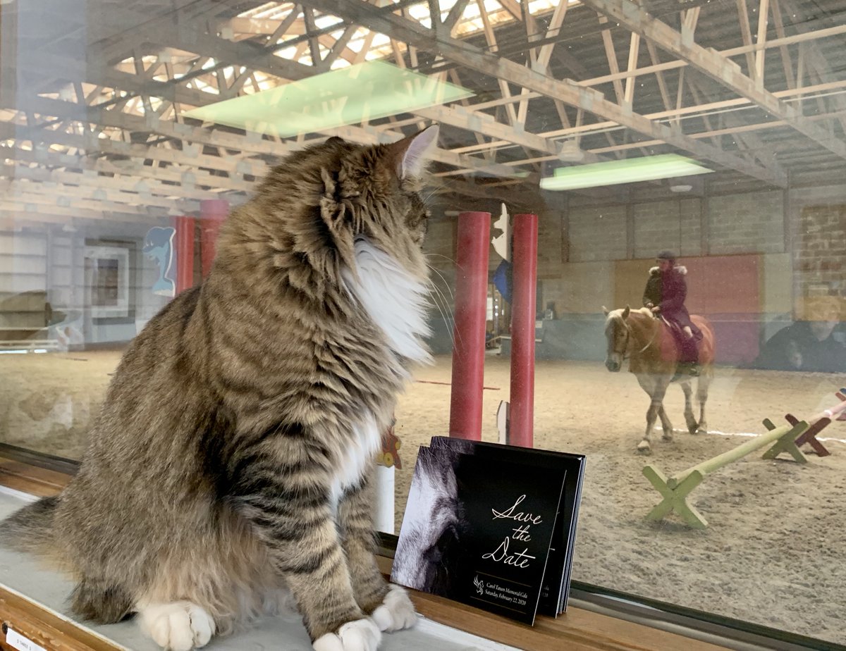 Where’s Winston? 
Hanging out watching Emily exercise ride Sergio (in the toasty warm office).
#barncat #adoptdontshop