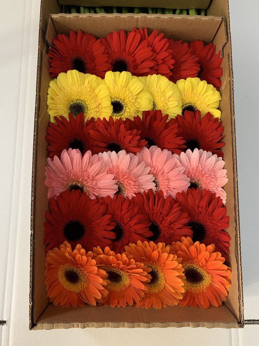 turkuazflowers's tweet photo. Our #uniquequality mix Gerbera shipments continues with around 60.000 pieces per week!
#uniqueproducts #turkishflowers @turkishflowers https://t.co/IWym2P1zkb