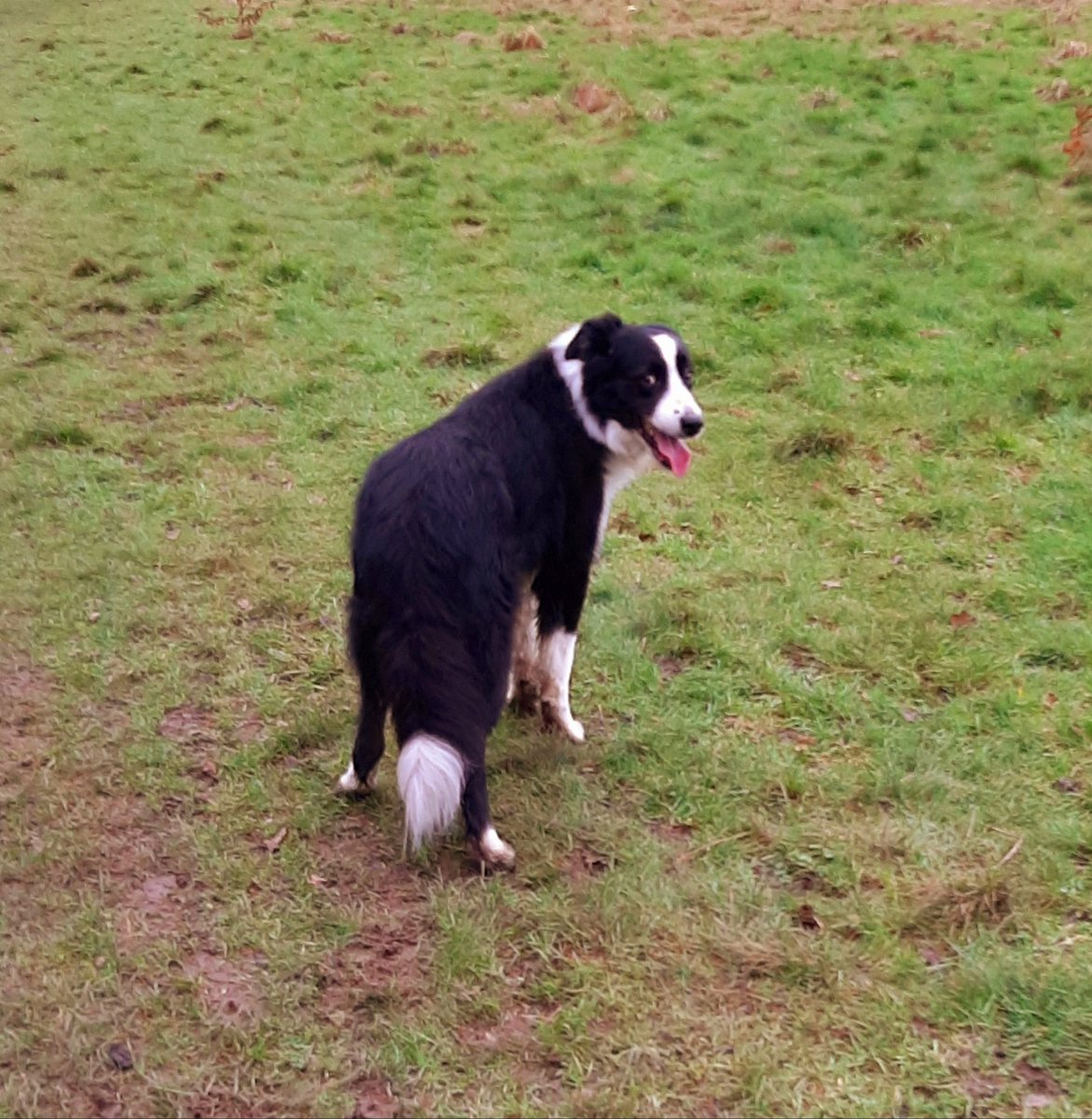 hartshounds's tweet photo. Peekaboo! #elthampark #bordercollie #dogs #walkies https://t.co/Lhdzo1zUMD