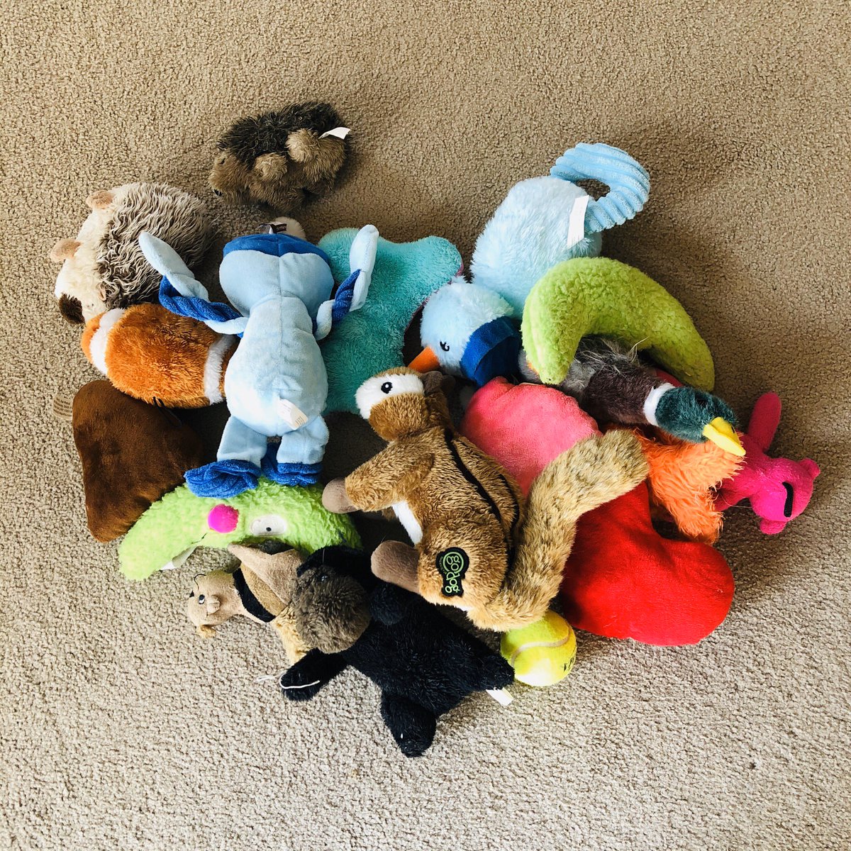 BluegrassBrooks's tweet photo. I just picked these all up. Toddler you ask? Nope. Just #OhHank and #BertDog making a mess with their dog toys. #vizsla #vizslas https://t.co/7rFbIgEdiw