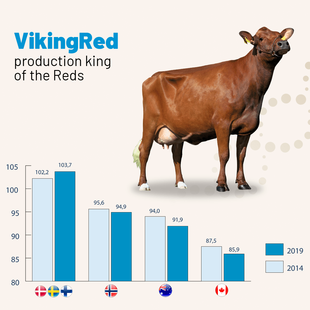 VikingGenetics's tweet photo. VikingRed has the highest genetic level in the production index. What’s more, VikingRed is the only RDC population that has shown a positive development in genetic level for production in the period from 2014 to 2019. 
See the benefits of VikingRed: https://t.co/LYgItuOdbB https://t.co/aAhUblBUv8