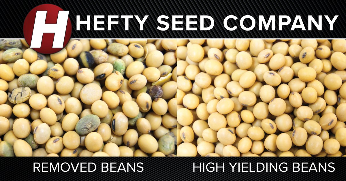 HeftySeed's tweet image. High-quality seed = higher yields. Only the best seed makes it to your planted fields! Learn about how our seed cleaning and production practices lead to better yields and higher profits on your farm by contacting your local Hefty Seed agronomist. heftyseed.com/soybeans#SOYBE…