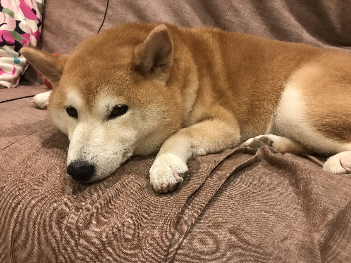 柴犬のモモ 寝るね 寝てるね 寝てるんだってば 柴犬 愛犬 犬 Shibainu Shibadog Cute Kawaii