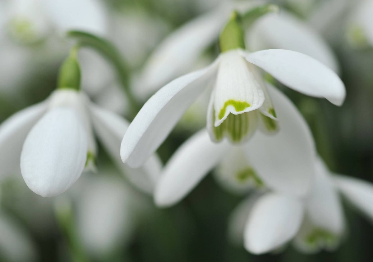 FischersBaslow's tweet photo. A stroll around the snowdrop gardens at @HoptonHall will certainly put a spring in your step! π±
Open daily from 1st February to 1st March. #HoptonHall #Snowdrops #DateForYourDiary #PeakDistrict https://t.co/ZkOkc7FlKt