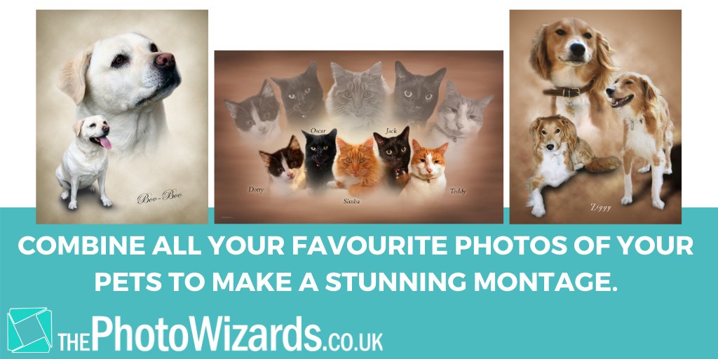 ThePhotoWizards's tweet photo. Imagine a beautiful picture of all your pets together.
We combine all of your favourite photos to create a stunning montage.

https://t.co/ALZk8zwrcT

#montage #pets #editing https://t.co/Z7BWlf6mks