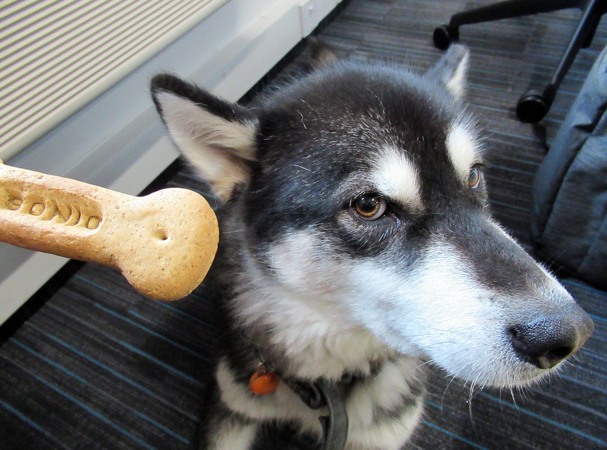 Akeera looks coyly away from a dog treat