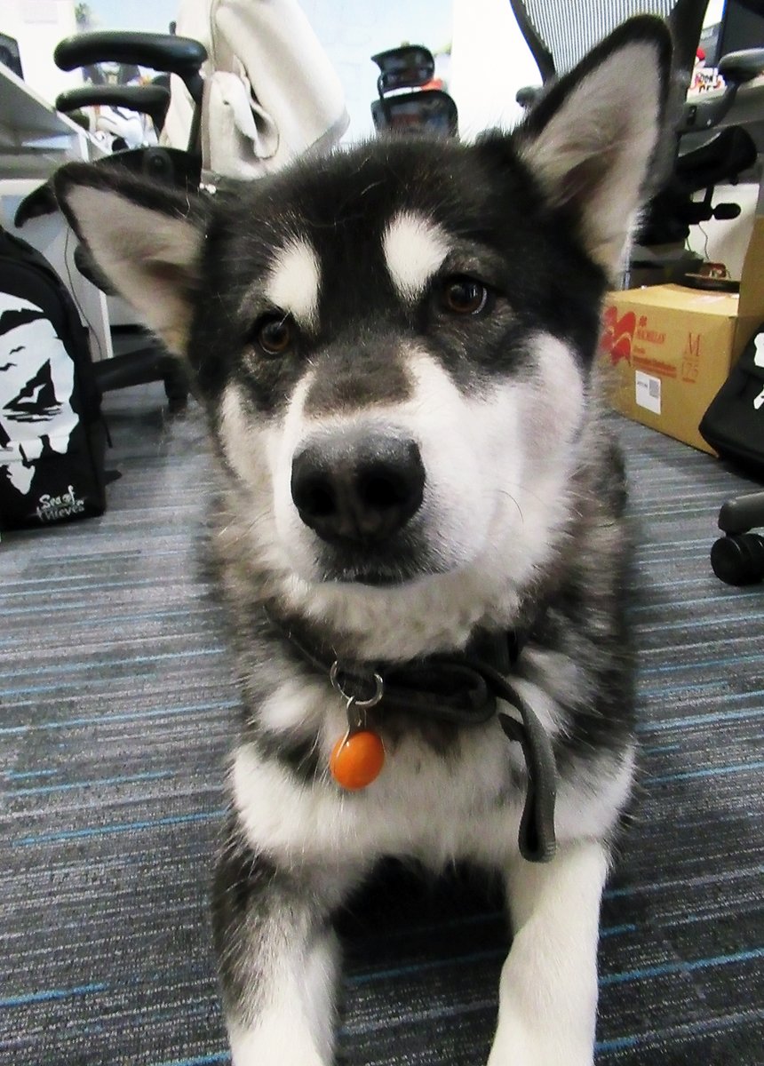 Malamute Akeera waits patiently for treats in the Rare Community team office
