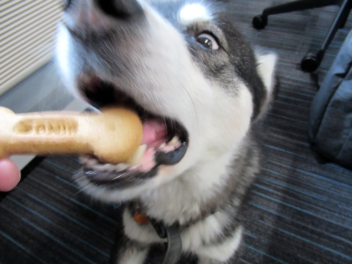 Akeera basically swallows a dog treat in one gulp