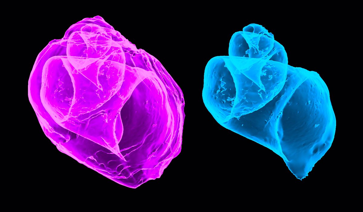 Two views of a CT scan of a fossil snail: the whole shell on the left in pink and the internal space on the right in blue.