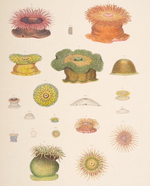 One of J. C. Dana's many plates depicting Pacific corals, from the atlas of the United States Exploring Expedition, BL: 14000.i.