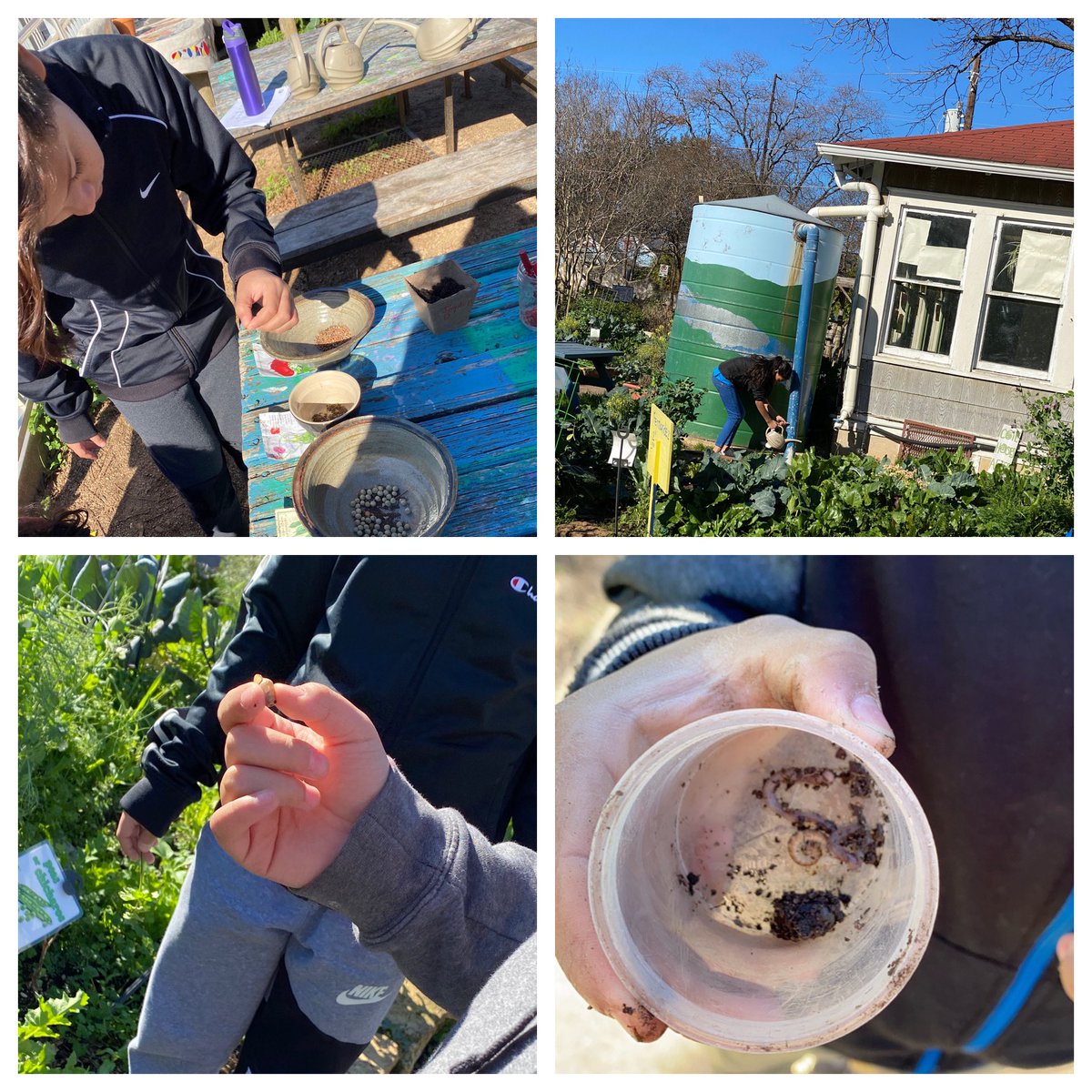 Barrington5th's tweet photo. Earth Camp Day 3: Another day of learning new things. Students learned about surface and groundwater in our city and the benefits of natural gardening to water quality. They enjoyed tasting beets and radishes from the garden.  @Barrington5th @AustinWatershed https://t.co/R5wgUXNKRy