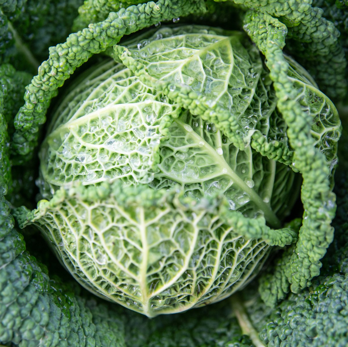 SchoolFarmCSA's tweet image. School Farm 2020 membership is officially open! 🎉 Sign-up here &amp;gt;📝schoolfarmcsa.org.uk/membership/mem…
🌟We are looking for new members so spread the word!
🌟Standard and small organic veg boxes available
🌟Support your local CSA and get a warm glowy feeling inside 😊 #vegbox #Totnes