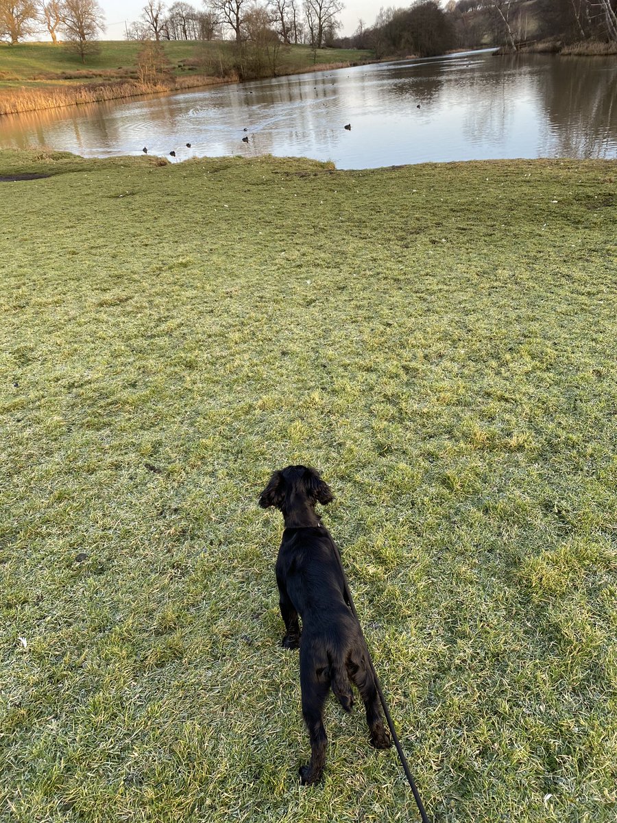Bringing on the next generation of gun dog.
