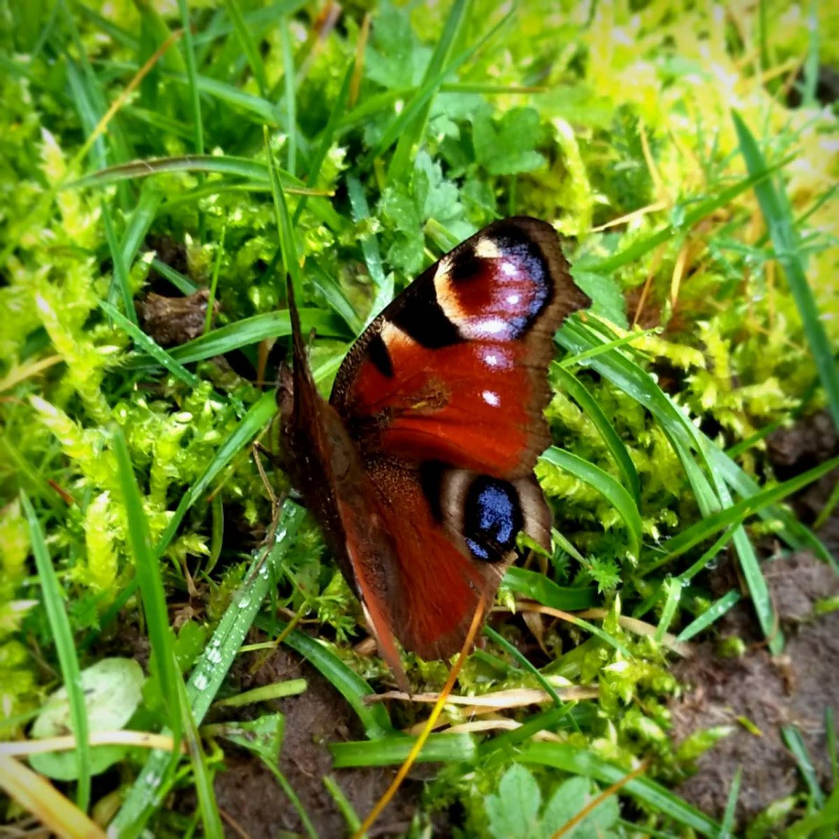 It's so mild today this optimistic peacock butterfly has come out of hibernation and thinks it's spring. A beautiful splash of colour on an otherwise drab and dreary January day.