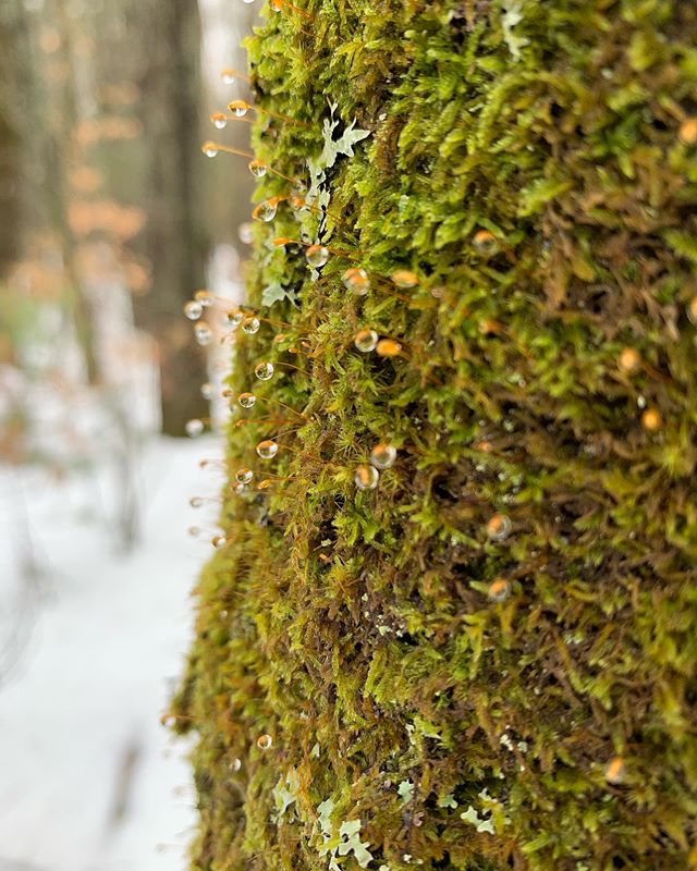 williumbillium's tweet photo. Moss, lichen, and fungi in the woods. https://t.co/gJ70VmJkQk https://t.co/oqNnDHSbtb