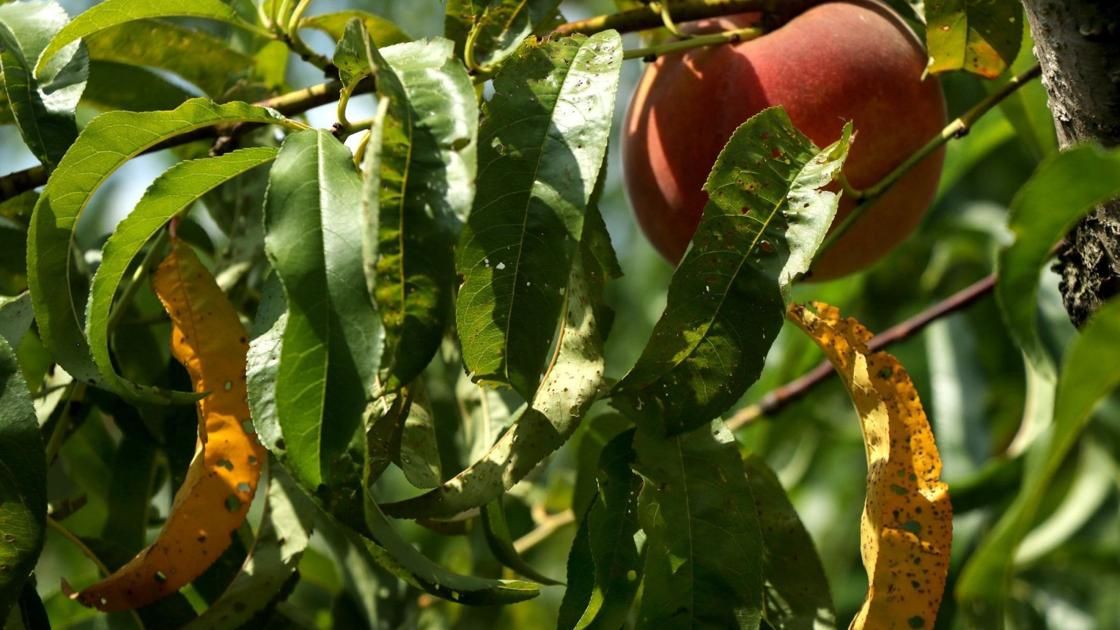St. Louis Post-Dispatch (@stltoday) on Twitter photo Monsanto executive testifies the company expected dicamba to drift buff.ly/36APLbT by <a href="/jhett93/">Johnathan Hettinger</a> of <a href="/IMidwest/">InvestigateMidwest</a> Monsanto executive testifies the company expected dicamba to drift buff.ly/36APLbT by <a href="/jhett93/">Johnathan Hettinger</a> of <a href="/IMidwest/">InvestigateMidwest</a>