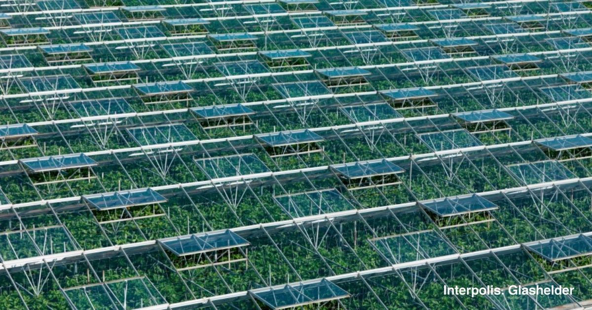 Kasdek vervangen of zonnepanelen plaatsen? Verhoog dan de dakbelasting! Een dak moet sterk zijn, vooral bij sneeuw. Lees hier waarom: bit.ly/agro-kasdek #agro #zonnepanelen #glastuinbouw