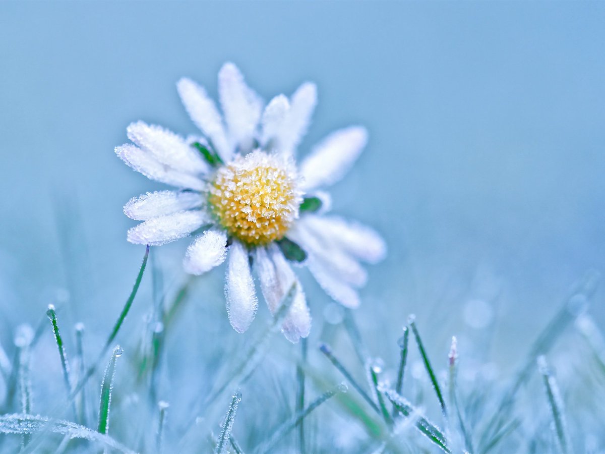 Sorry, it has been a little chilly for us DAISIES this time of year 🥶 but we are back! Stay tuned for this years very FIRST 2020 DAISY Award recipient announcement coming soon 🌼 #2020DAISYkickoff @NYPBrooklyn <a href="/ErnestoPMir/">Ernesto Perez-Mir</a> <a href="/nypbmh_r3/">NYPBMH_R4</a> <a href="/ChristinaSans13/">Christina Sanson</a>