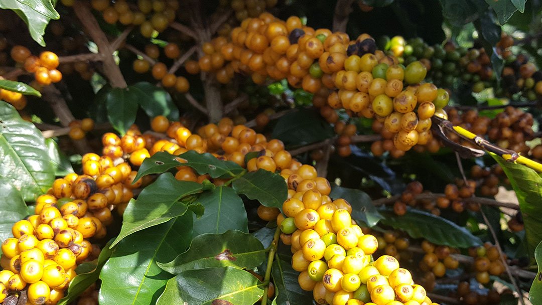 Minasul Specialty Coffee tweet media