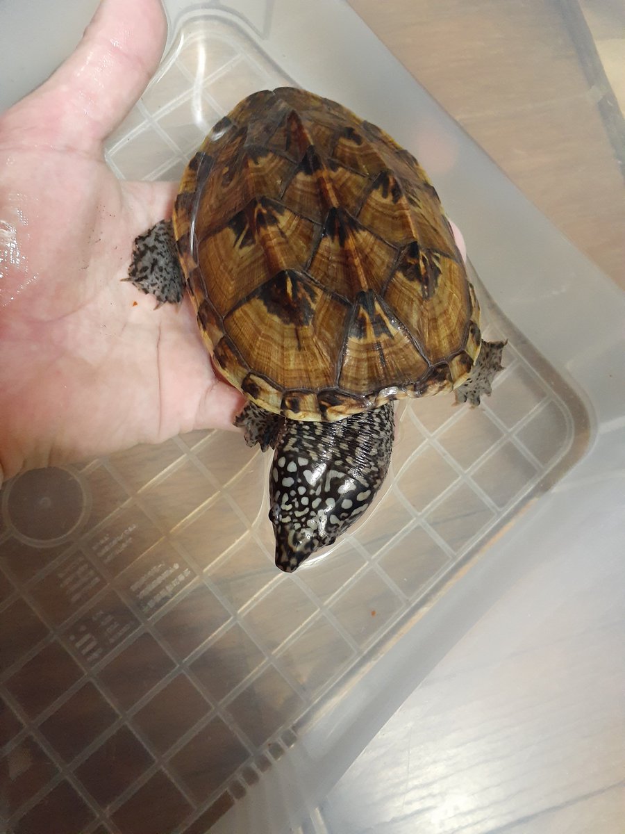 ミツウネオオニオイガメ ミツウネオオニオイガメ