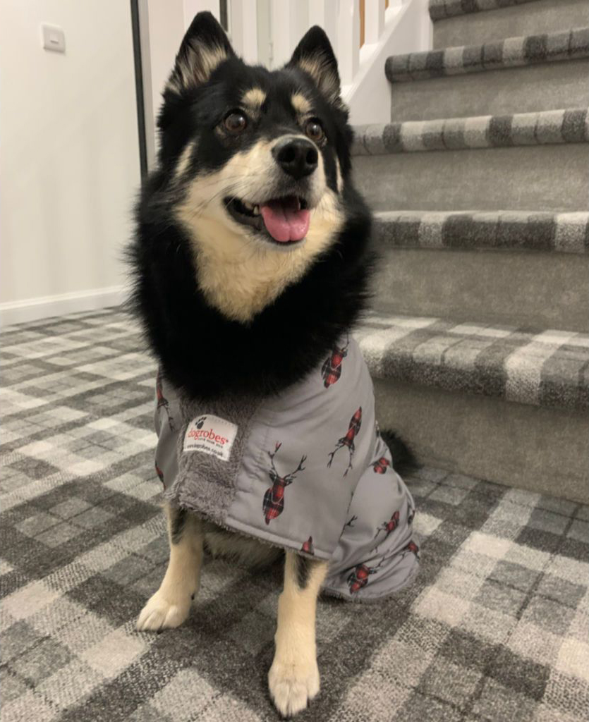 edinburghstorm's tweet photo. We’ve had the pleasure of working with @dogrobesuk  for many years. Our latest project for them was something a bit different – we created several #pattern  designs for use on their Dogrobes fabrics. (images courtesy of https://t.co/R0JM9FJmz1) #dogsoftwitter  #designer https://t.co/zrQxjkKCZQ