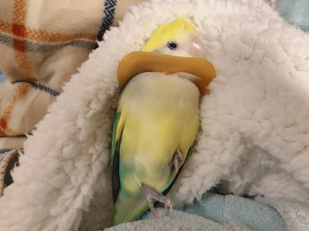 インコが寝かしつけられて眠りにおちていく様子がまるで人の子 インコってこんな風に寝るの Togetter