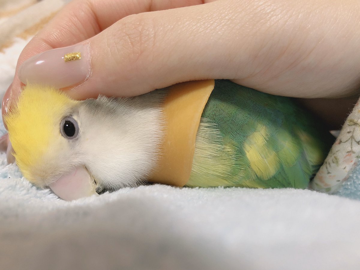 インコが寝かしつけられて眠りにおちていく様子がまるで人の子 インコってこんな風に寝るの Togetter