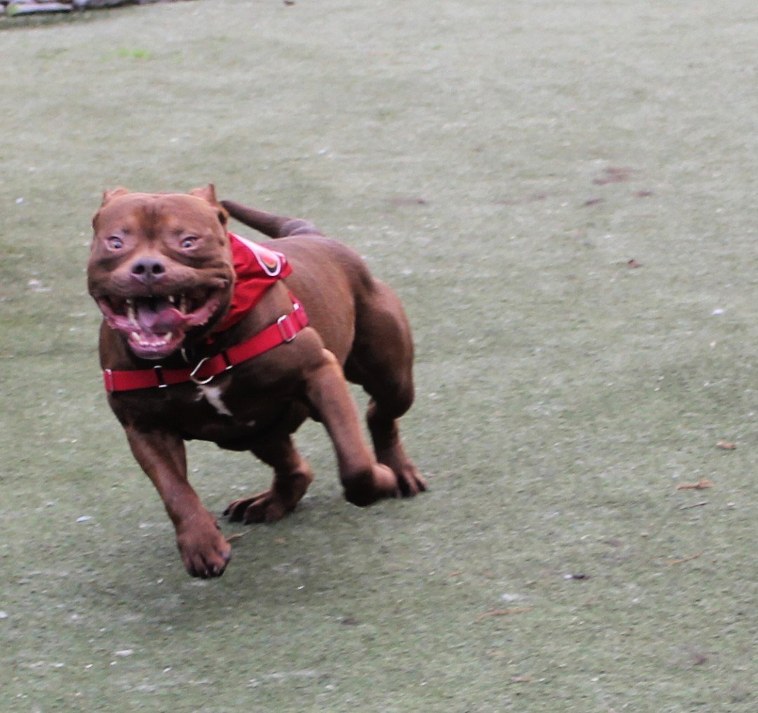 Remus, an idiotic looking sentient potato doing a zoomie