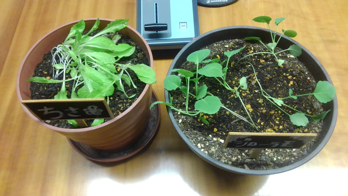 ট ইট র 初ラジ ファーム 竹達 沼倉の初ラジ 竹達さんのサンチュ ちさ と 沼倉さんのロマネスコ ジローラモ です 葉っぱも背丈も 少しずつですが増えてきています Agqr Hatsuraji 初ラジファーム