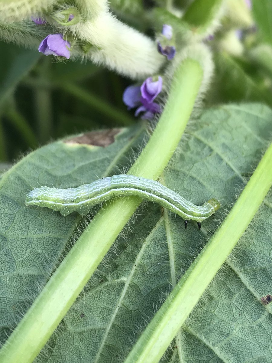 YesiFeninger's tweet photo. Aparecieron!!! 🐛🐛🤦🏼‍♀️ https://t.co/JjVzxlDHaE