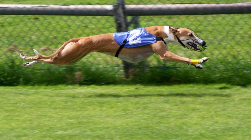 WelfareDogs's tweet photo. Could Your Dog Be a Sports Star? https://t.co/zhnMQnKD28 https://t.co/6xidLBRTH6
