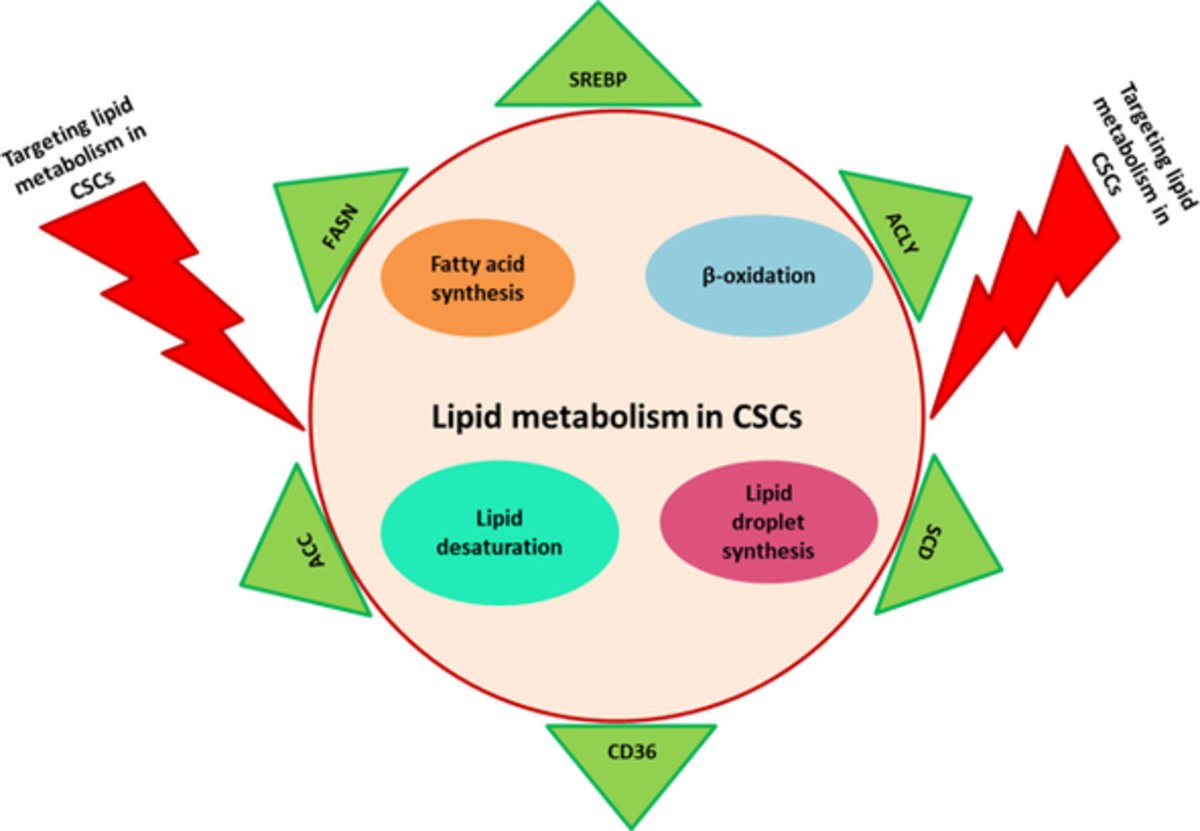 StemCellsJournl's tweet photo. Aberrant lipid metabolism as an emerging therapeutic strategy to target cancer stem cells - a review
#stemcells #cancer #cancerstemcells #CSC #fattyacidsynthesis #lipidmetabolism #metabolicrewiring #β‐Oxidation https://t.co/ClRahLj8j9 https://t.co/FyMk5CgXFX