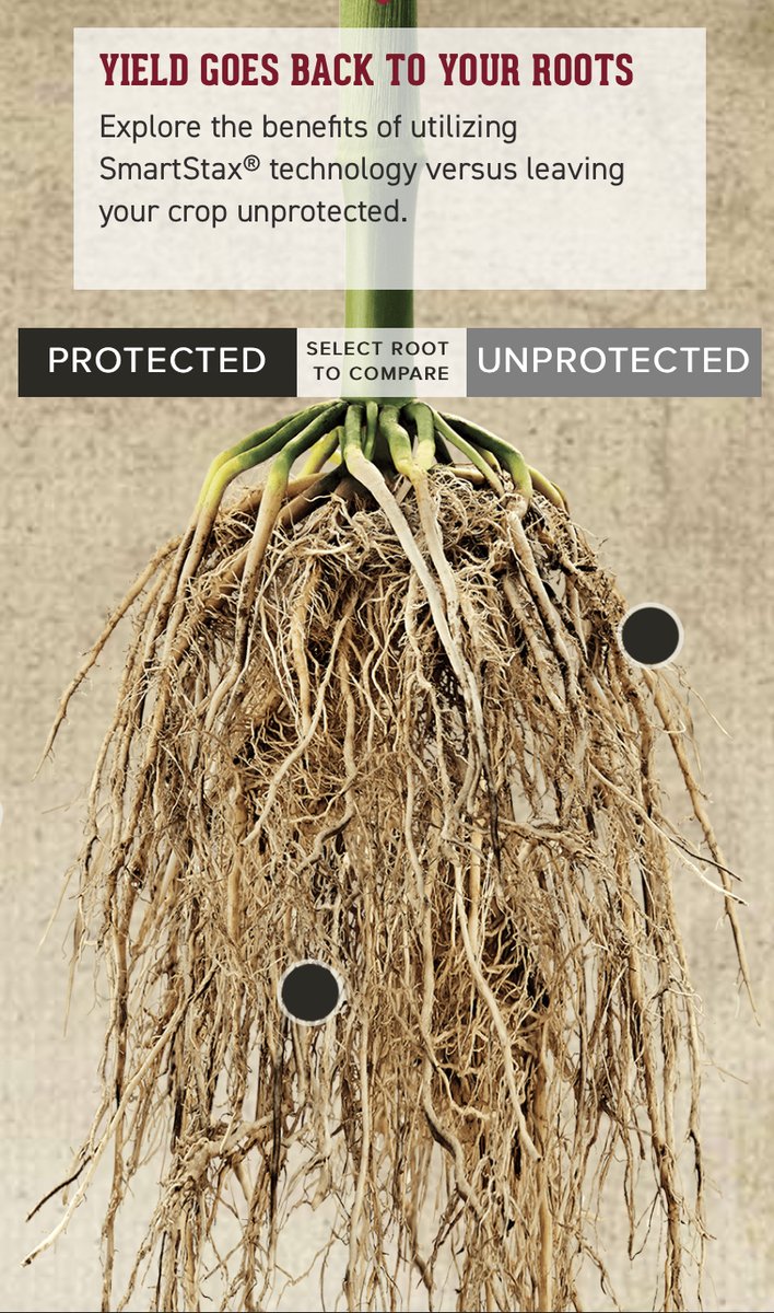 DoubleJ_Ag's tweet photo. Two great illustrations of the power of SmartStax traits. Unprotected roots on left vs. SmartStax on the right. Make the right choice when creating yield! #seedsmanship @ChannelSeed #genuity https://t.co/vWTWsUzXVh
