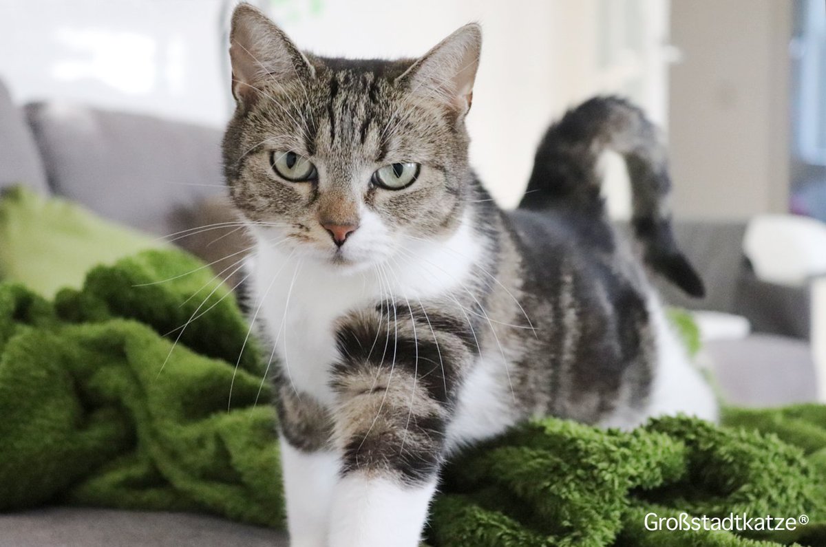 Metropoliscat's tweet photo. Eleganz in Person: Mary. 😻 #cats #katzen https://t.co/8bbc7WQfYW