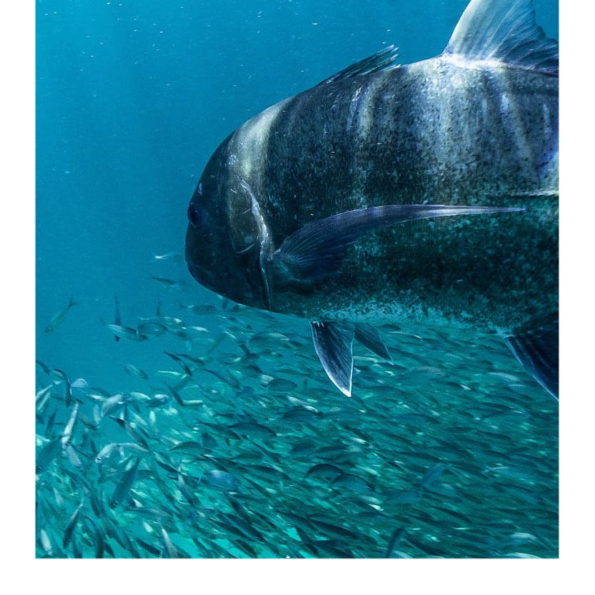 seavisionglobal's tweet image. Did you know that less than five percent of the planet’s oceans have been explored? 😳
According to the Ocean Service, man has explored less than five percent of Earth’s oceans. How cool is that? 🤩🐚🌊
#TakeNoteThursday #SeaVision #Oceanholic